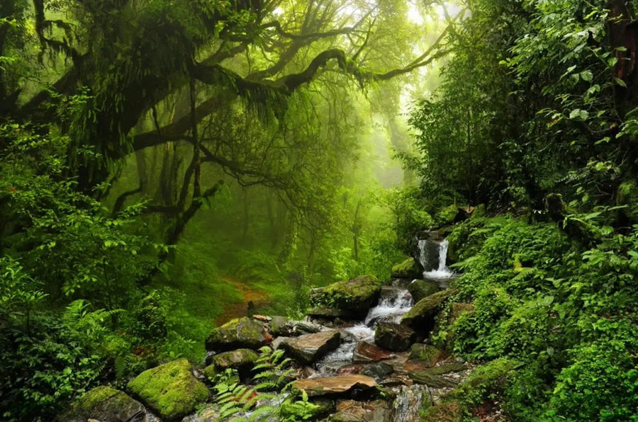 Papier peint panoramique Cascade en forêt