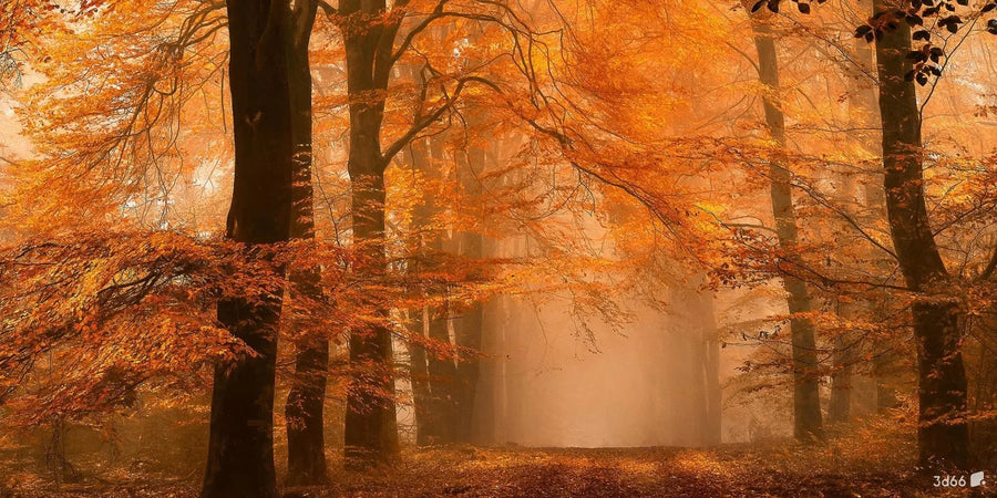 Autumn Forest with Yellow Leaves, photo 4