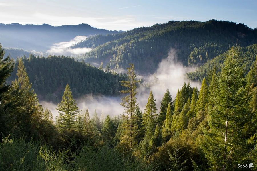 Autumn Forest with Yellow Leaves, photo 17