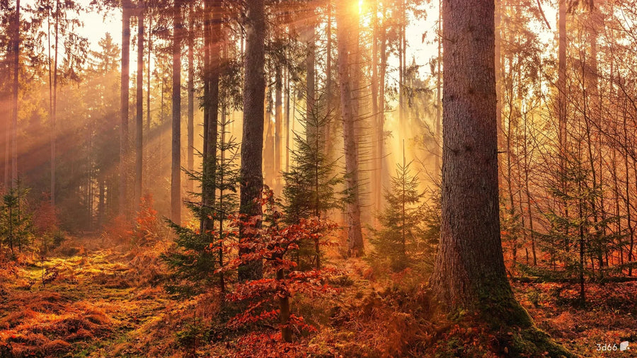 Autumn Forest with Yellow Leaves, photo 5