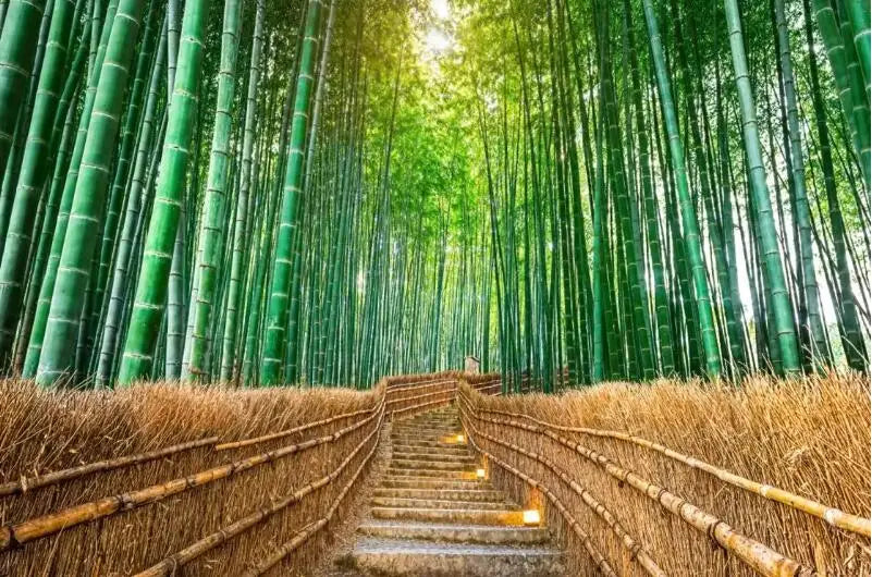 Watercolour Bamboo Forest, photo 17