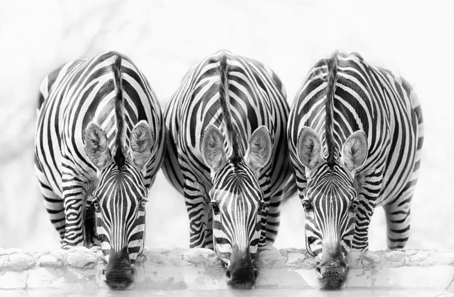 Zebras and Branches, photo 12