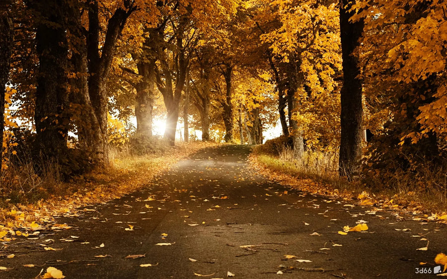 Autumn Forest with Yellow Leaves, photo 6