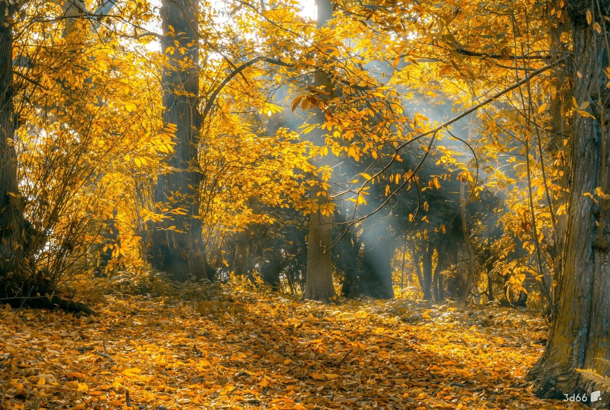 Autumn Forest with Yellow Leaves